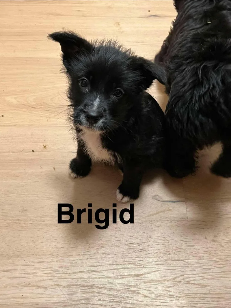 A baby medium-sized female Border Collie dog named Brigid for adoption in Eugene, OR