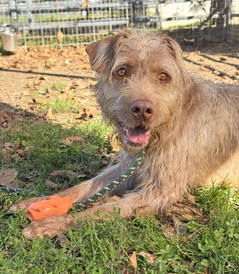 An adult medium-sized male Labrador Retriever dog named Smith for adoption in Anderson, IN