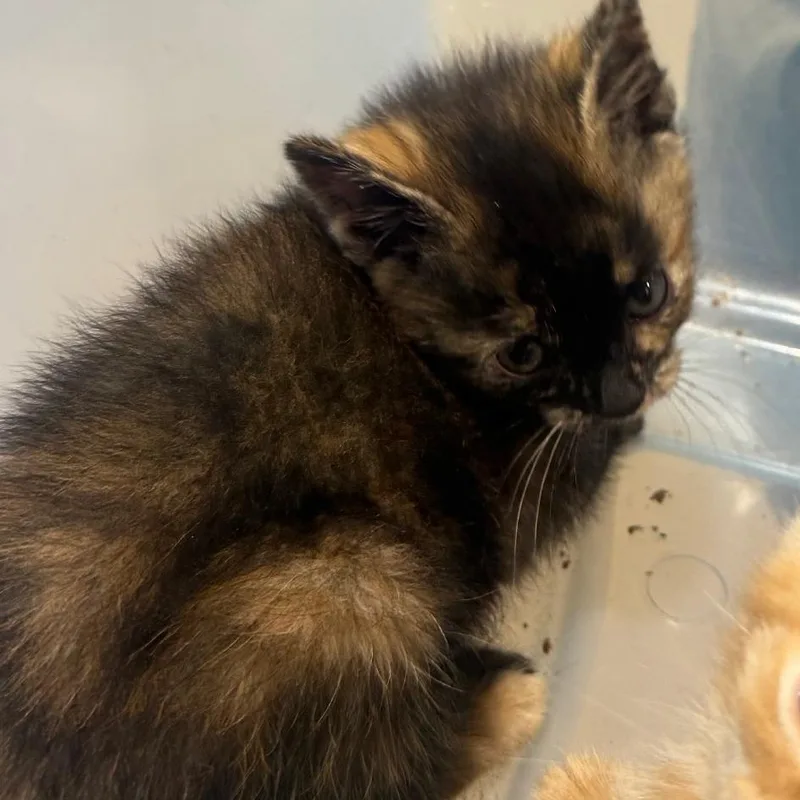 A baby small-sized female Tortoiseshell Domestic Short Hair cat named Pepper Jack for adoption in Winston-Salem, NC