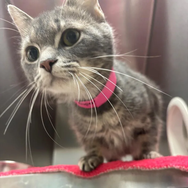 A young medium-sized female Gray / Blue / Silver Domestic Short Hair cat named Lady Grey for adoption in Lakeland, FL