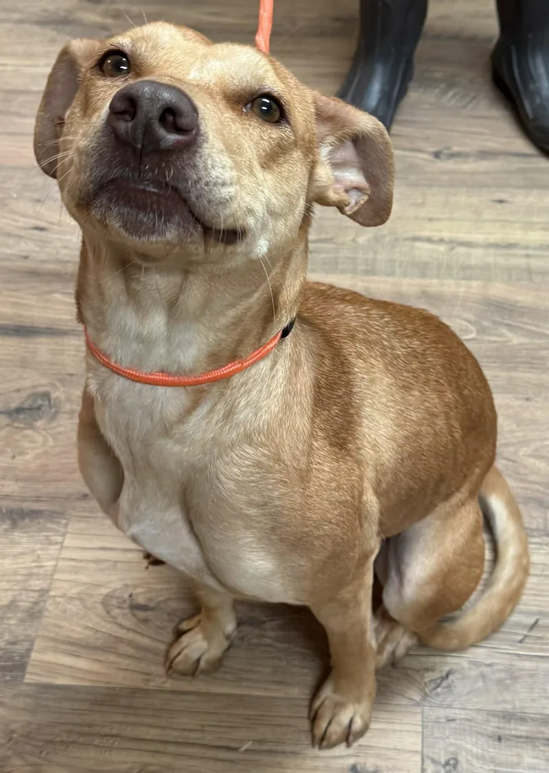 An adult medium-sized female Red / Chestnut / Orange Pit Bull Terrier dog named Julie for adoption in Baxter, KY