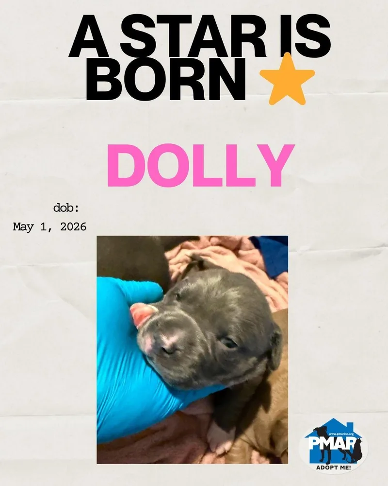 A baby medium-sized female Brown / Chocolate Pit Bull Terrier dog named Dolly for adoption in Binghamton, NY