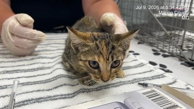 A baby small-sized female Domestic Short Hair cat named A for adoption in Ocala, FL