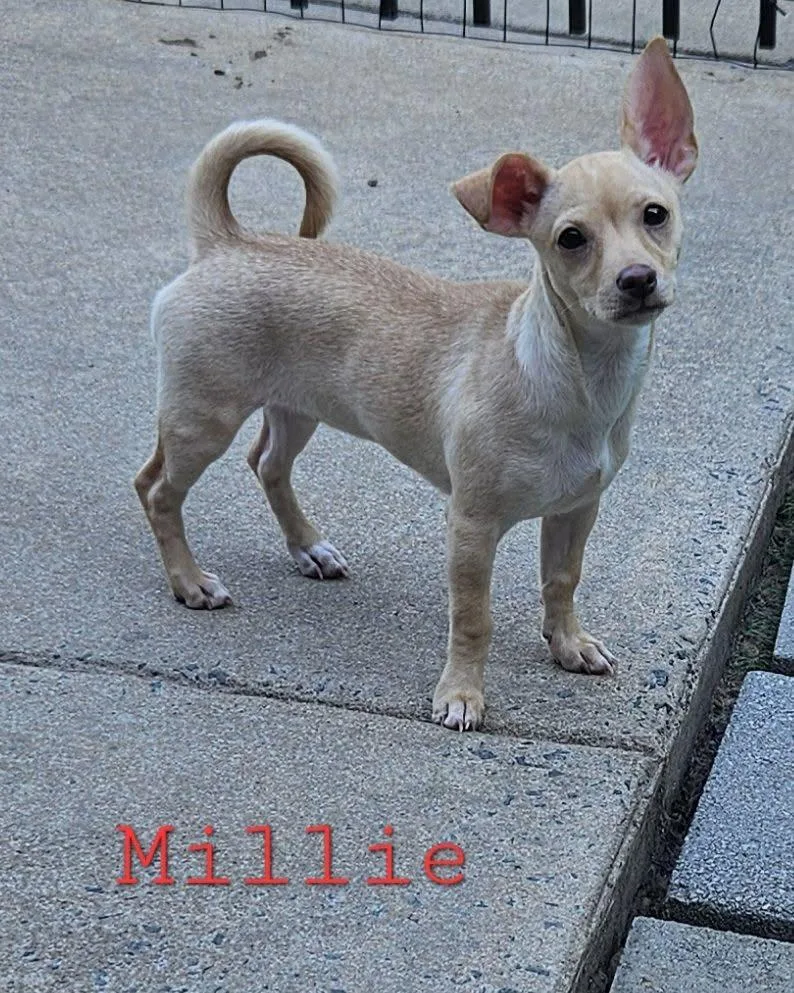 A baby small-sized female Chihuahua dog named Millie for adoption in Mount Pleasant, NC