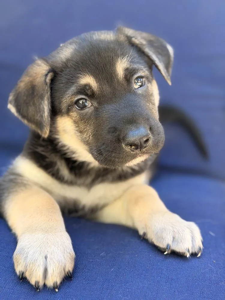Fiyero