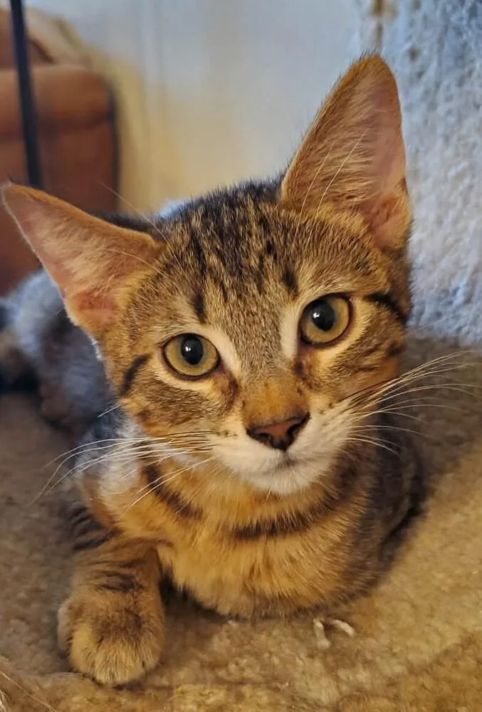A baby medium-sized male Tabby (Brown / Chocolate) Domestic Short Hair cat named Roddy for adoption in Salinas, CA