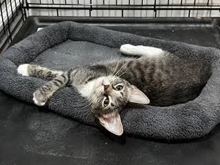 A baby medium-sized female Tabby (Gray / Blue / Silver) Tabby cat named Aurora—A Sparkly Personality Sure for adoption in Laurel, MD