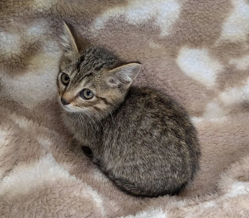 A baby small-sized male Tabby cat named Crawdad for adoption in Clarksville, TN