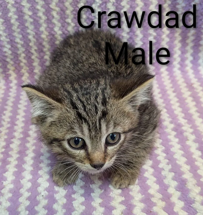Crawdad thumbnail 2