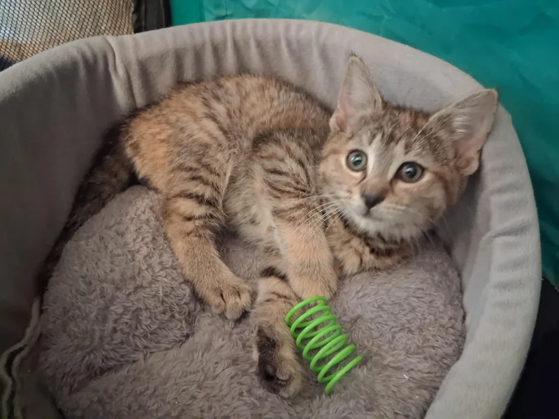 A baby small-sized female Domestic Short Hair cat named Rewind for adoption in Hershey, PA