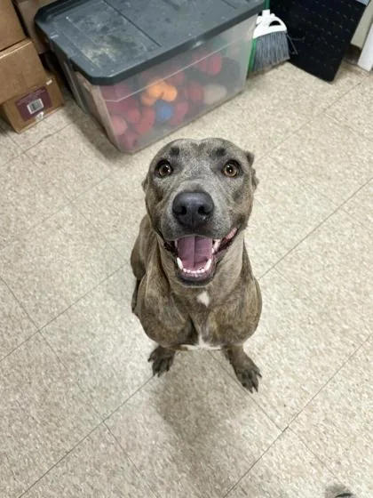 A young large-sized male Pit Bull Terrier dog named Jazz for adoption in St. Anne, IL