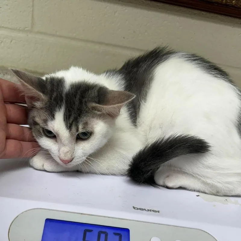 A baby small-sized male White Domestic Short Hair cat named Butterbean for adoption in Bastrop, TX