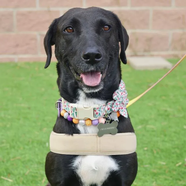 A young medium-sized female Labrador Retriever dog named Yams for adoption in San Antonio, TX