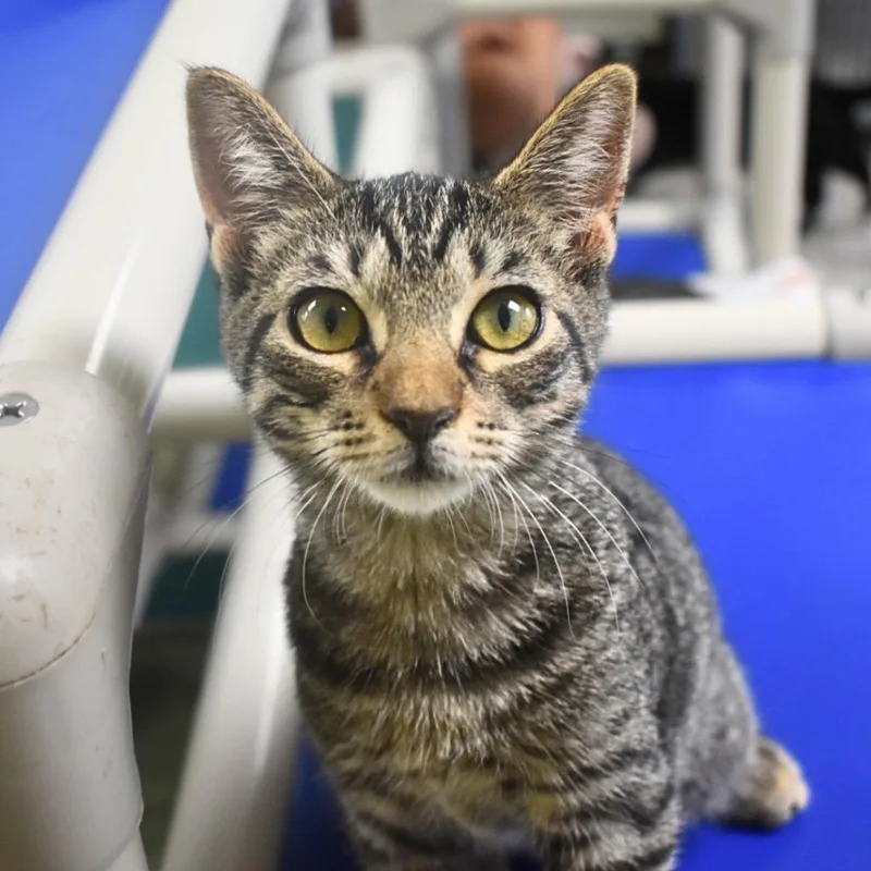 A baby medium-sized male Domestic Short Hair cat named Jelly Bean for adoption in Saint Petersburg, FL