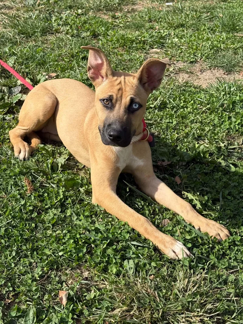 A young medium-sized female Yellow / Tan / Blond / Fawn Pit Bull Terrier dog named Coraline for adoption in Springfield, IL