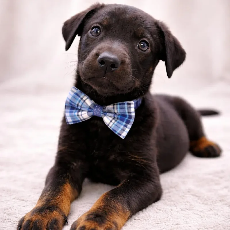 Finnigan Gs thumbnail 3