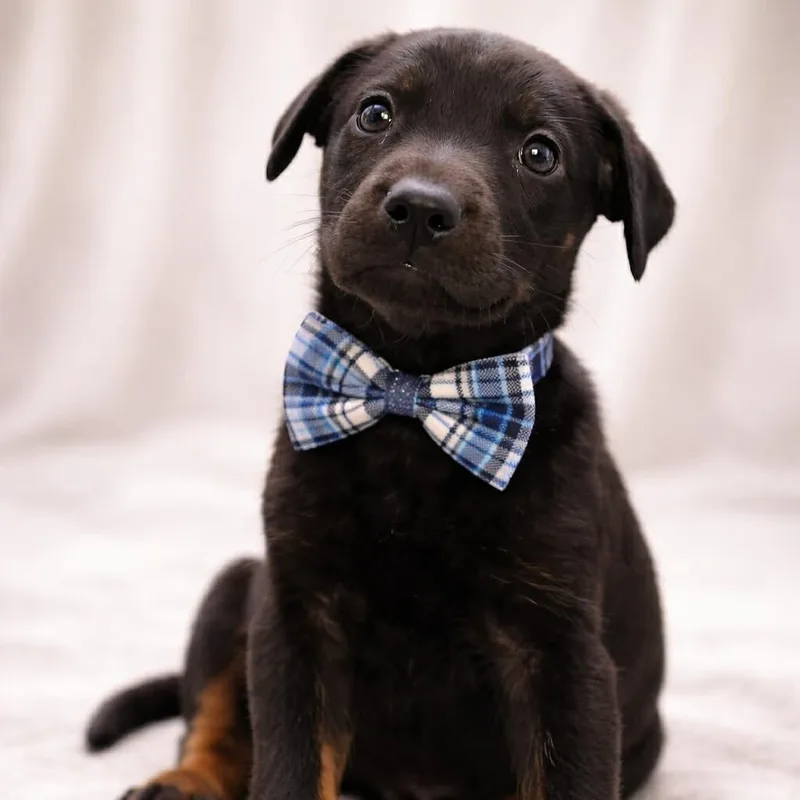 A baby medium-sized male German Shepherd Dog dog named Finnigan Gs for adoption in Allen, TX
