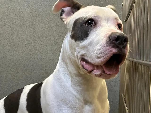 An adult medium-sized male Pit Bull Terrier dog named Chito for adoption in Rancho Cucamonga, CA
