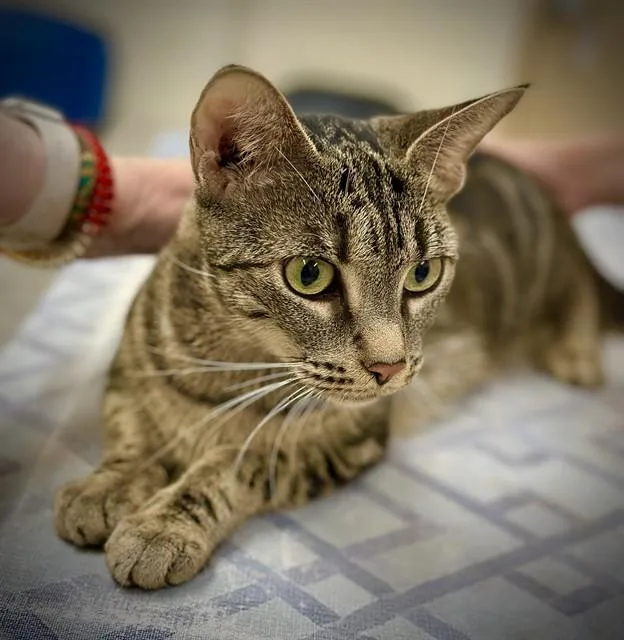 An adult medium-sized female Tabby (Brown / Chocolate) Bengal cat named Eliza for adoption in Columbia, MD