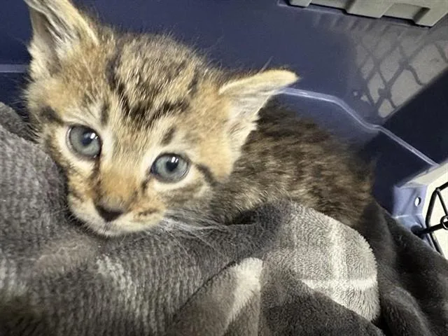 A baby small-sized male Domestic Short Hair cat named Squee for adoption in Saint Louis, MO