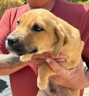 A baby small-sized male Mixed Breed dog named Ryan for adoption in Washington, DC