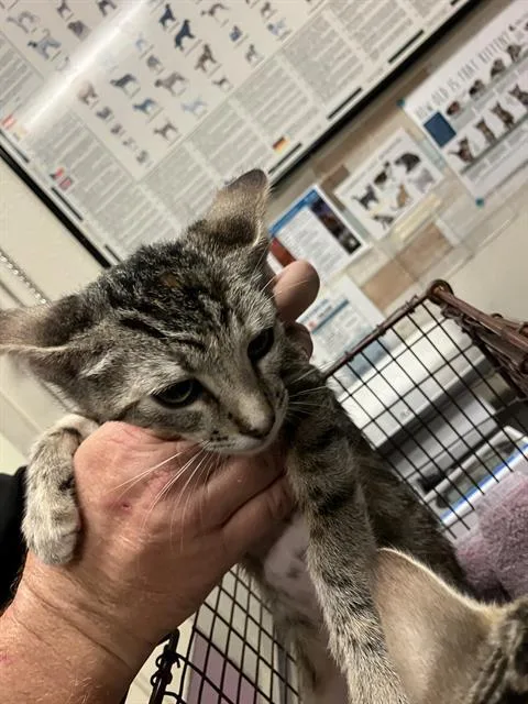 A baby small-sized female Domestic Short Hair cat named Sierra for adoption in Long Beach, CA