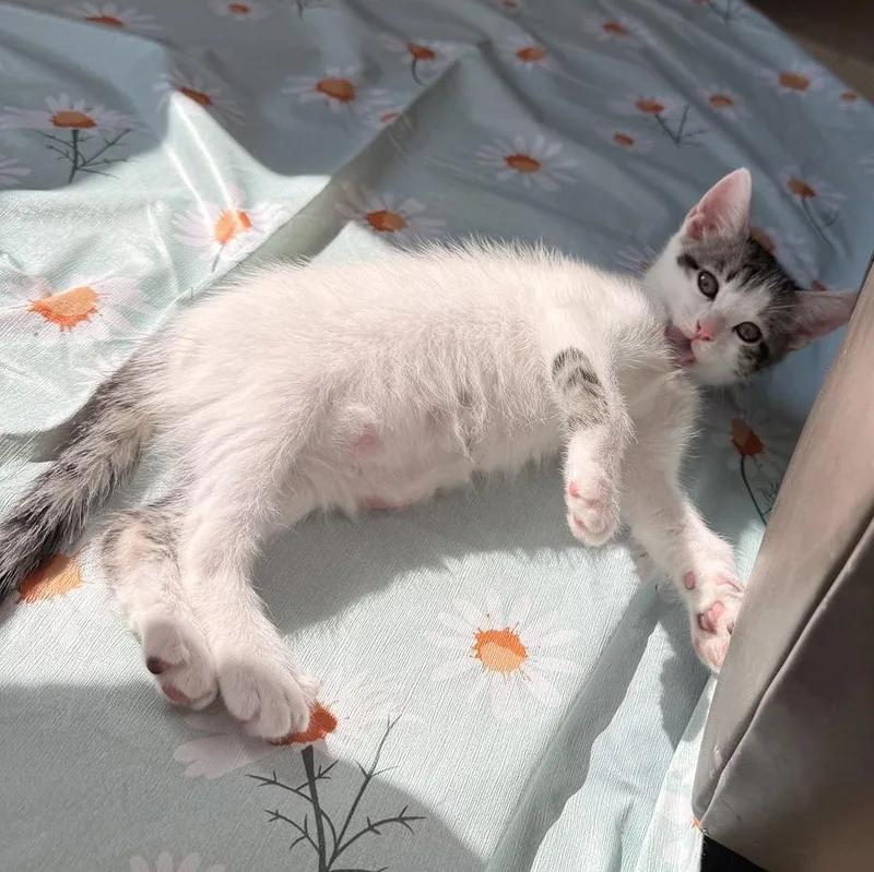 A baby medium-sized female White Domestic Short Hair cat named Megan for adoption in Houston, TX