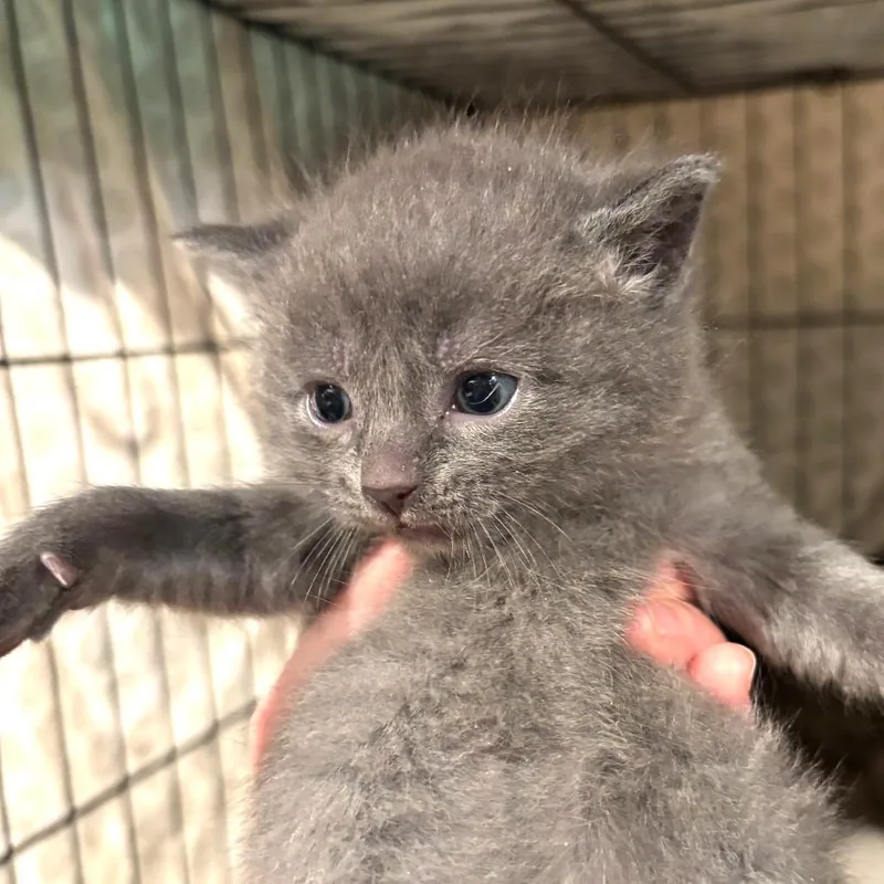 A baby small-sized male Gray / Blue / Silver Domestic Short Hair cat named Whitman for adoption in Monroe, MI