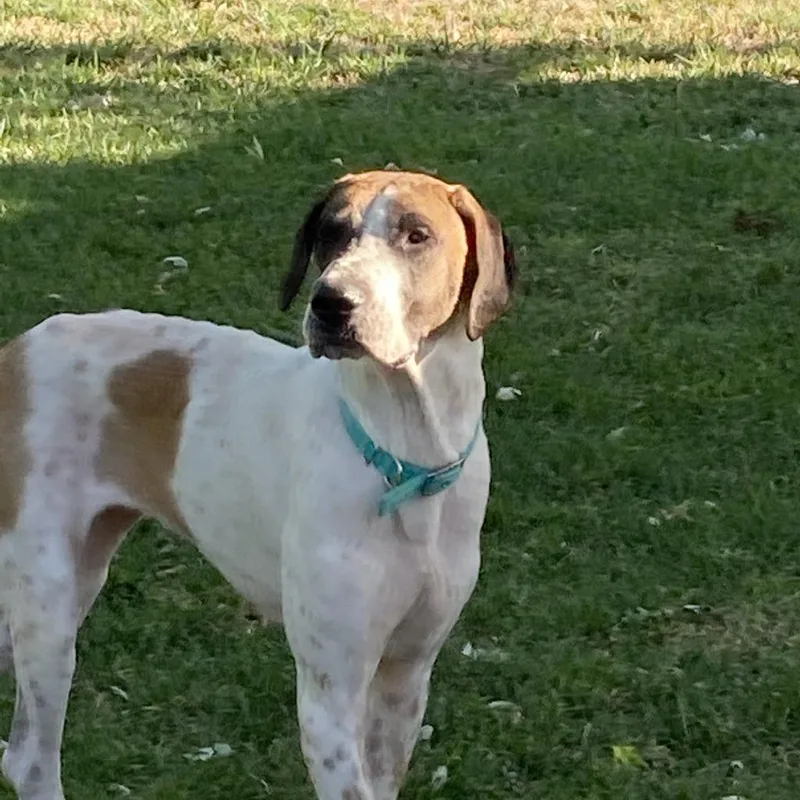 An adult extra large-sized female Brown / Chocolate Great Dane dog named Maggie for adoption in Nampa, ID