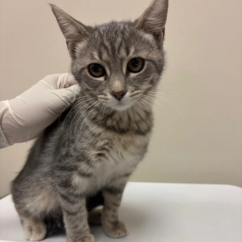 A baby small-sized female Gray / Blue / Silver Domestic Short Hair cat named Mj for adoption in Reno, NV