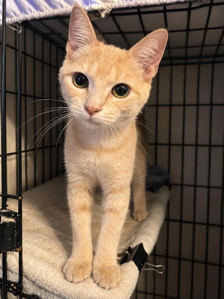 A young medium-sized female Domestic Short Hair cat named Cindy Crawford for adoption in Parkville, MD