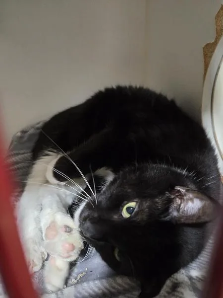 An adult medium-sized male Domestic Short Hair cat named Baeorn for adoption in Oceanside, CA