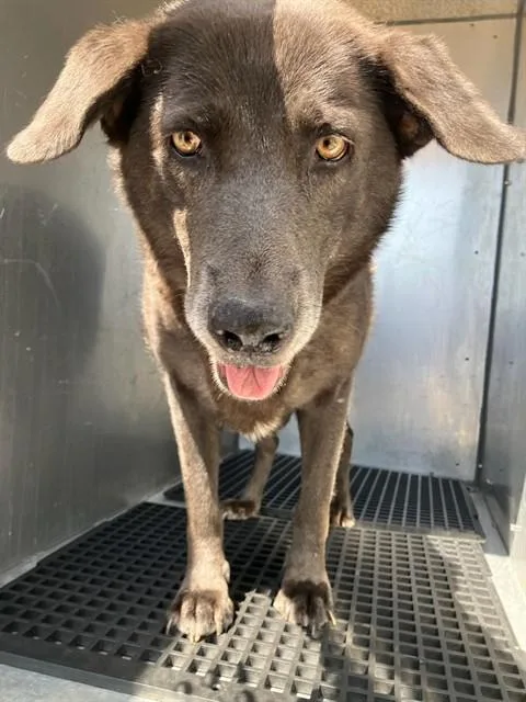 An adult large-sized female Mixed Breed dog named Bella for adoption in Dallas, TX