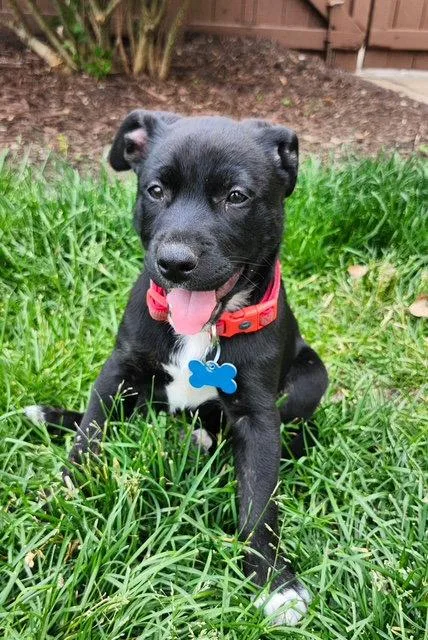 A baby medium-sized male Labrador Retriever dog named Filet for adoption in Hillside, IL