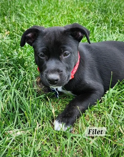 Filet thumbnail 3