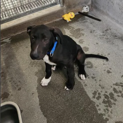 A baby small-sized male Black Black Labrador Retriever dog named Sam for adoption in Mission Hills, CA