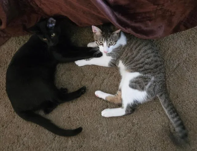 A young medium-sized male Black Domestic Short Hair cat named Banyan for adoption in Los Angeles, CA