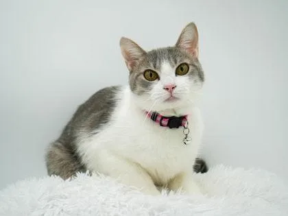 An adult medium-sized female Domestic Short Hair cat named Journey for adoption in Bowling Green, KY