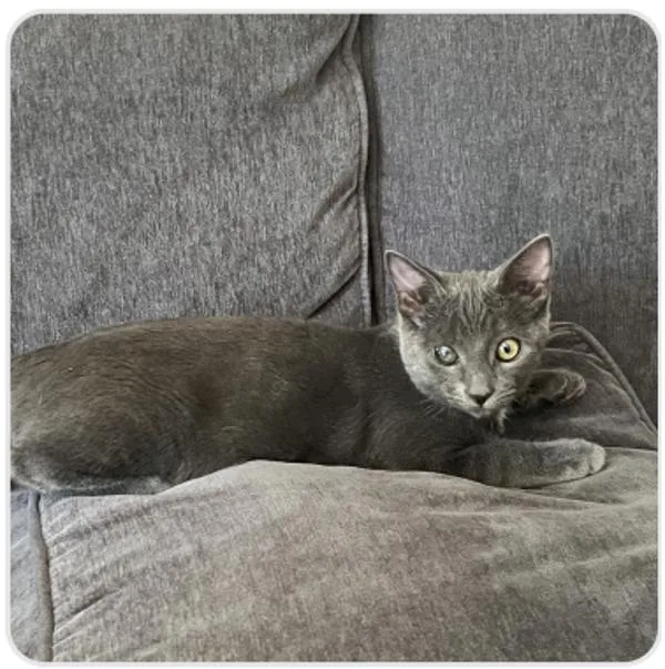 A baby medium-sized male Domestic Short Hair cat named Alexander for adoption in Healdsburg, CA