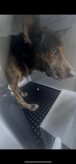 A young medium-sized male Mixed Breed dog named Chavez for adoption in Palmetto, FL