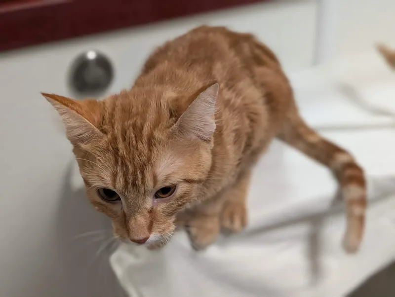 A baby large-sized female Tabby (Orange / Red) Extra-Toes Cat / Hemingway Polydactyl cat named Olive for adoption in Springfield, IL