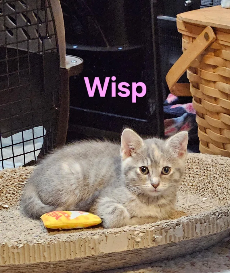 A baby small-sized female Dilute Tortoiseshell Domestic Short Hair cat named Wisp for adoption in Hartville, OH