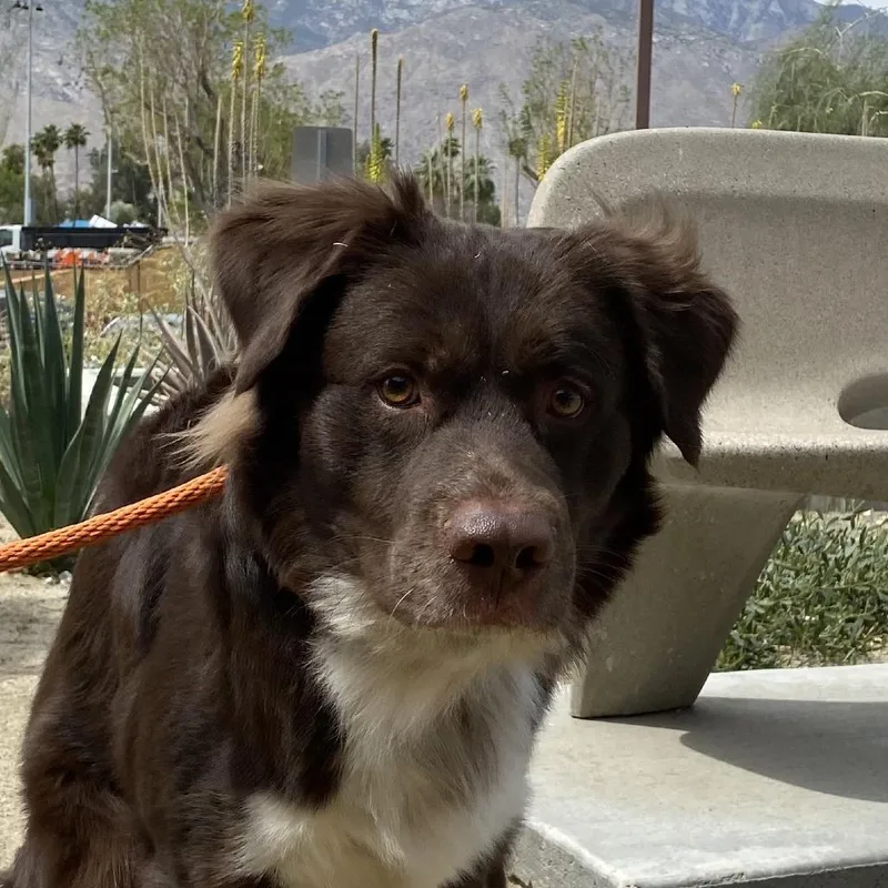 An adult large-sized male Brown / Chocolate Collie dog named Rio for adoption in Palm Springs, CA