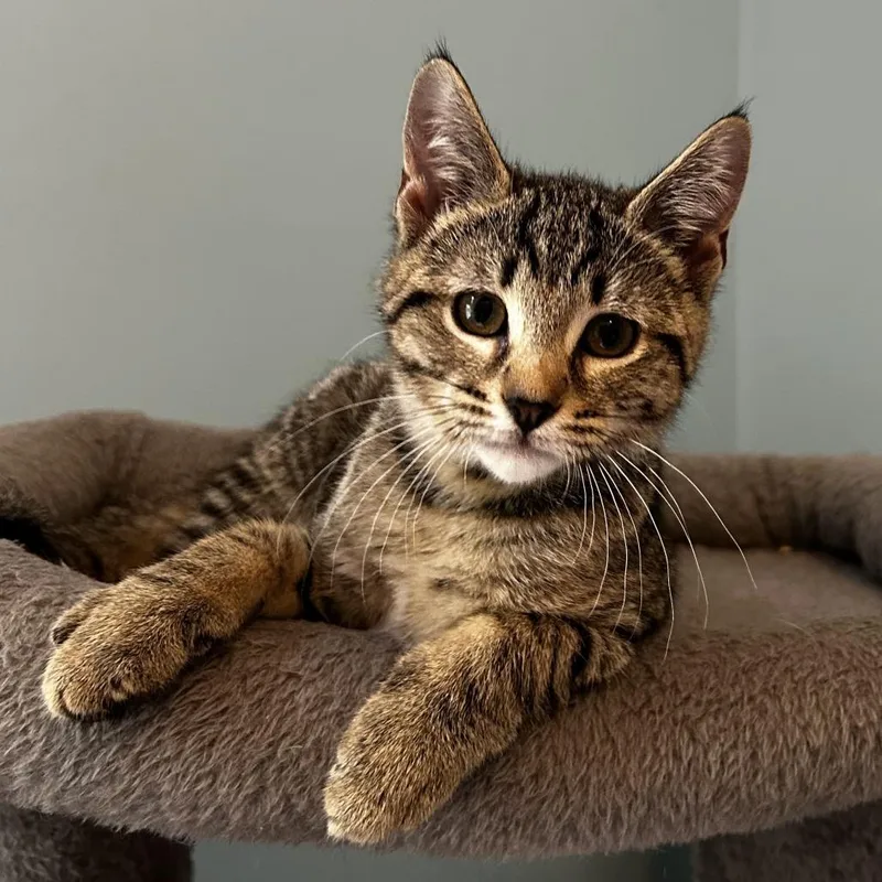 A baby small-sized male Domestic Short Hair cat named Keto for adoption in Cumming, GA