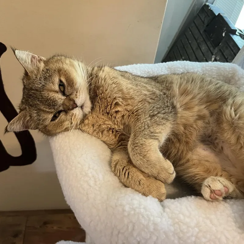 An adult medium-sized female Brown / Chocolate Scottish Fold cat named Bonnie for adoption in Calverton, NY