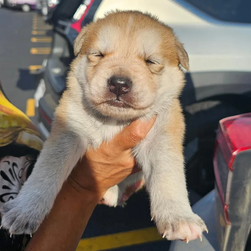 Sleepy