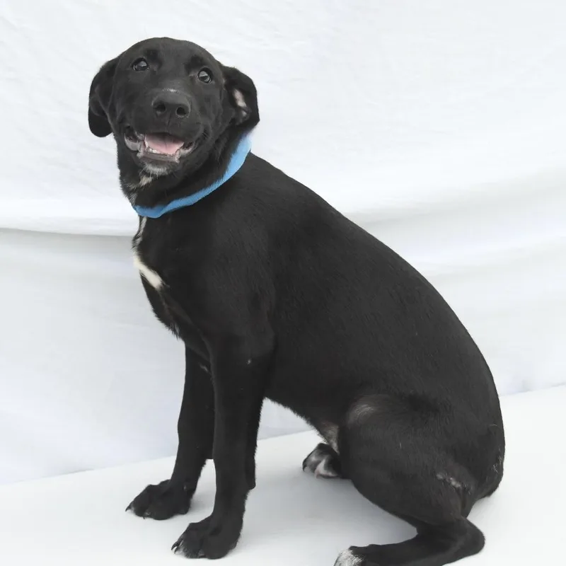 A baby medium-sized female Black Shepherd dog named Jennie for adoption in South Elgin, IL