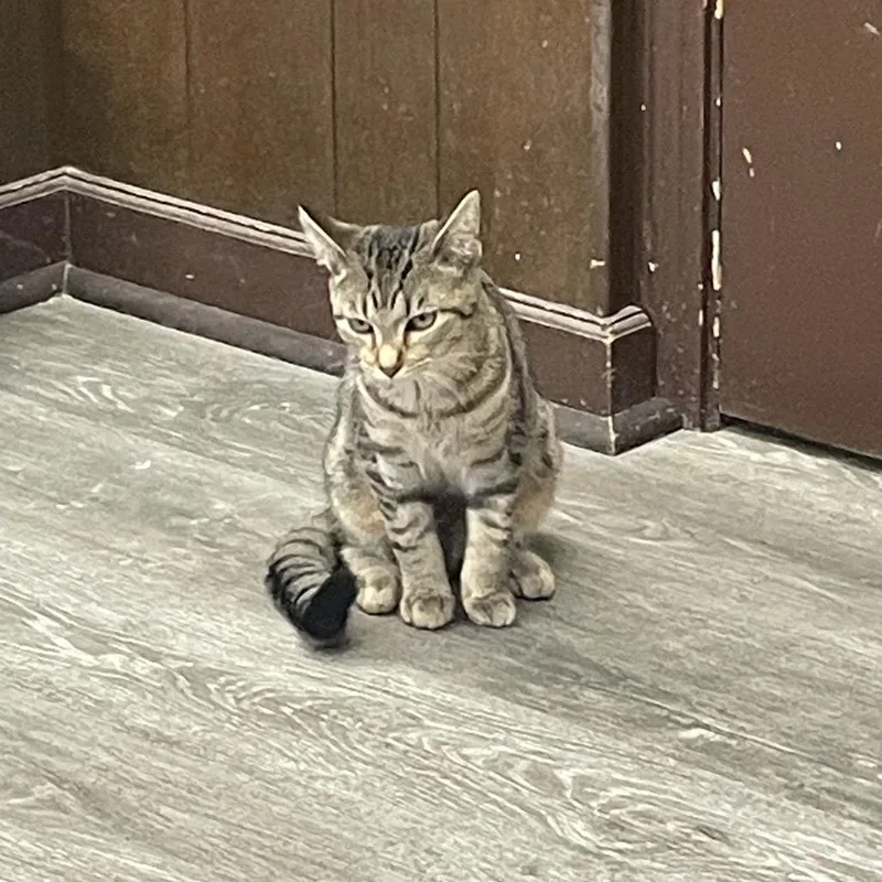 A baby small-sized female Brown / Chocolate Domestic Short Hair cat named Ganache for adoption in Union, MO