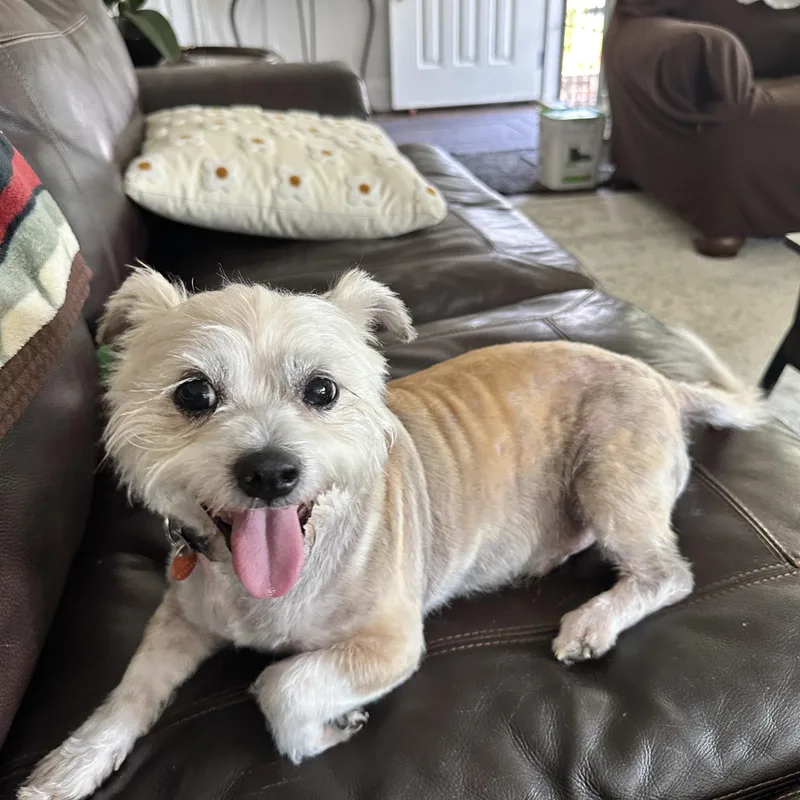Finn