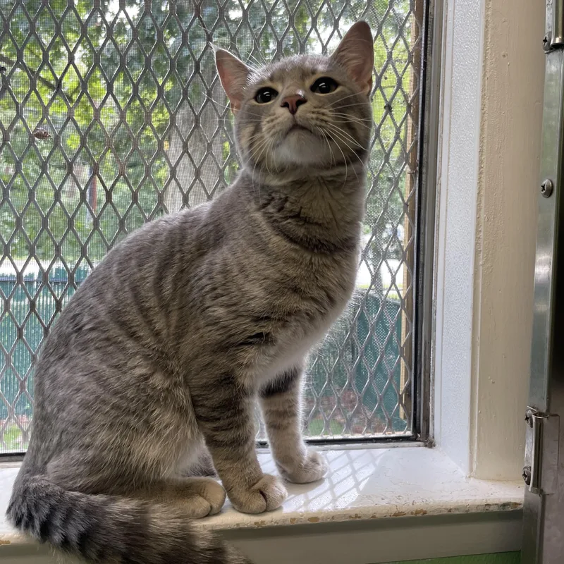 A young medium-sized male Domestic Short Hair cat named Linus for adoption in Greenbelt, MD